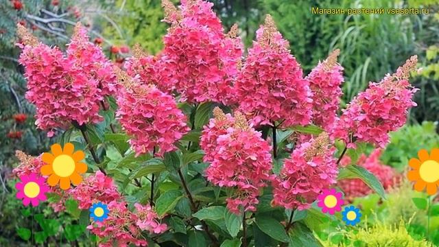 Гортензия метельчатая. Краткий обзор, описание характ смотреть онлайн