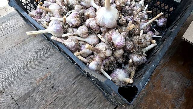 Хранение чеснока: сортировка, обрезка и отбор идеальн?