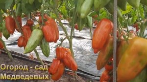 Почему стоит выращивать томаты «Гномы»