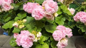 #879. ЮГ Райские яблочки ,пеларгония для подоконника