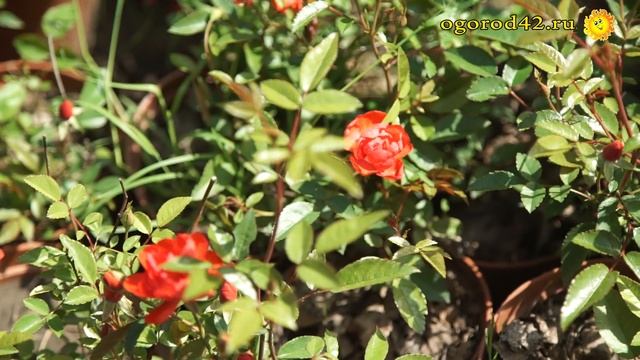 Объяснение, отчего вместо розы появился шиповник