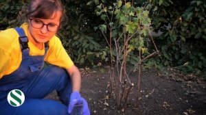Уход за кустами чёрной смородины после сбора урожая.