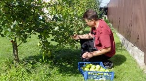 Груша Москвичка   оправдывает свое название в моем сад