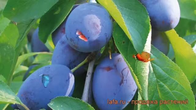 Слива венгерская Стенлей prunus domestica stenley  обзор: как ?