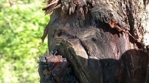 ЧЕРНЫЙ РАК пожирает сад.