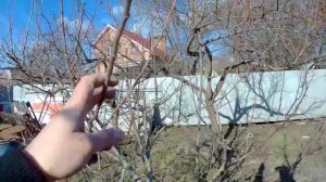 Прививка мостиком для сохранения дерева