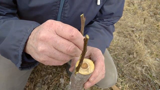 Весенняя прививка Груши на Яблоню за Кору . смотреть онлайн