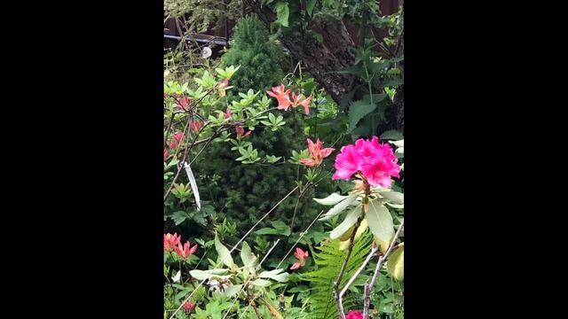 РОДОДЕНДРОН В ПОДМОСКОВЬЕ КОАСИВОЕ ЦВЕТЕНИЕ ВЕСНА 2025 смотреть онлайн