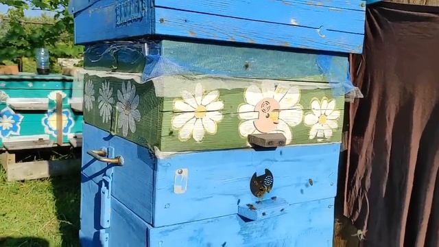 Напад на пчелиную семью !!! ОШИБКА ПЧЕЛОВОДА !!! МОЖЕТ ОЧ смотреть онлайн