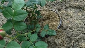 Роза Остина КОНСТАНС 🥀 это она...????