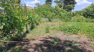 Купили культиваторы, электрический и аккумуляторный.