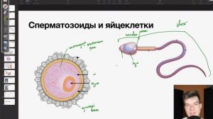 6.104. Строение половых клеток | Анатомия к ЕГЭ | Георгий ?