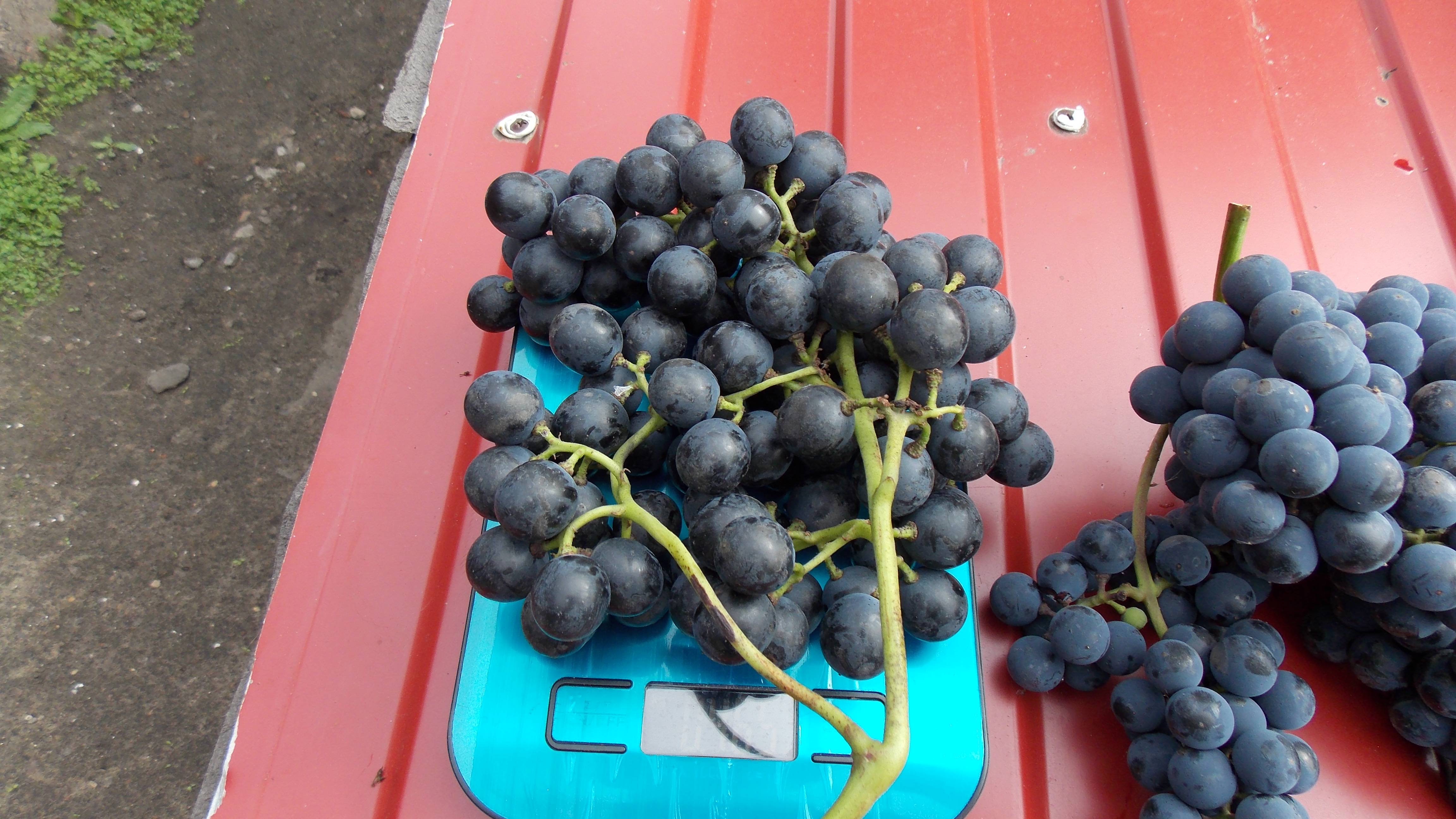 37. Виноград на вино, остатки урожая 9 сентября 2025 г. смотреть онлайн