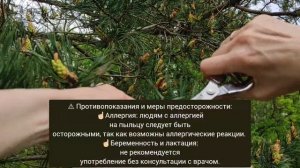 Сосновая пыльца. Когда лучше собирать и чем полезна.