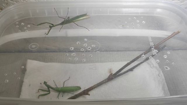 Получилось или ... спаривание богомолов Mantis religiosa Богом смотреть онлайн