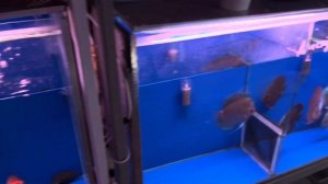 ПТИЧИЙ РЫНОК САДОВОД, МОСКВА, ОБЗОР СЕНТЯБРЬ 2024. Обзор