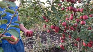 Сорт яблок Фуджи ацтек. Плодоношение в Воронежской об?