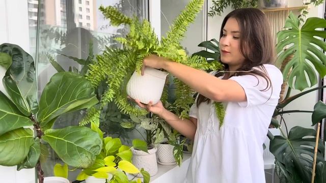 Коллекция ПАПОРОТНИКОВ + основные правила ухода смотреть онлайн