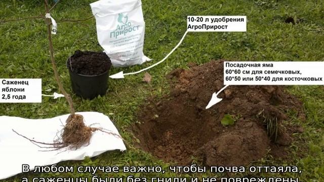 Яблоня Персиянка смотреть онлайн