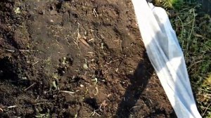 Посадка табака под араспан с минимальным ущербом для ?