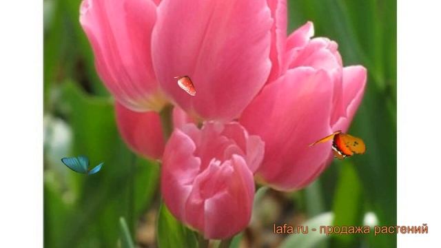 Тюльпан многоцветный Хэппи Фэмили (tulipa) 🌿 обзор: как с