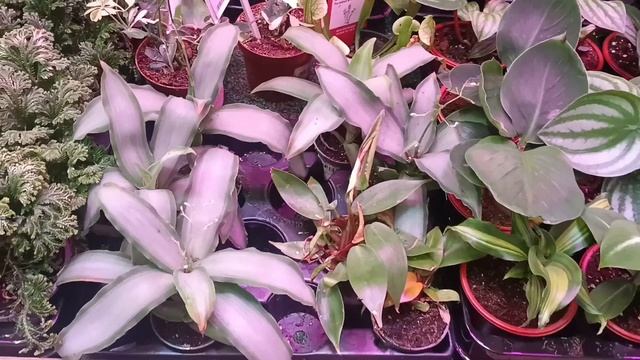 🌿ЛЕМАНА ПРО☀️🌸ОБЗОР ЦВЕТОЧКОВ🌿июнь 2025 смотреть онлайн