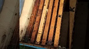 Эффективность флувалината против Варроатоза пчёл. Пи?