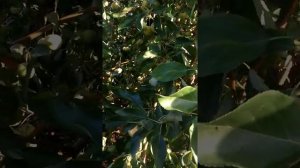 Прививки яблонь на подвои сеянцы