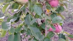 Сорт яблок Слава Победителям