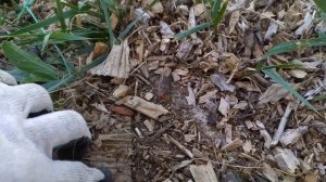 Мульчирование картоном. Результаты спустя 3 месяца