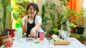 размножение бугенвиллии черенками / Flora Woman