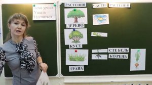 Мир природы и человека (2 класс): Растения