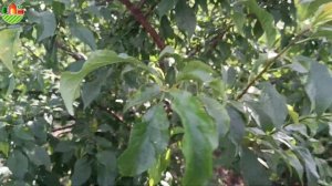 Алыча (слива русская) "Царская" в средней полосе России