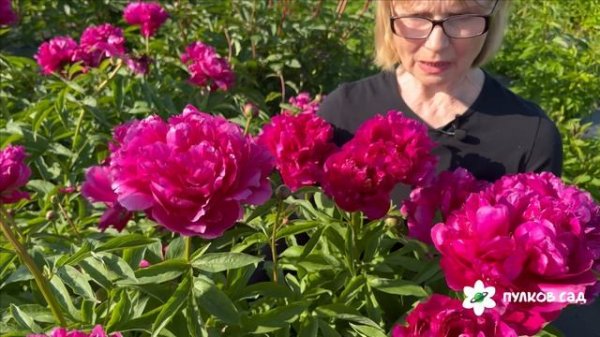 Пион Офелия. Пулков сад (2025 г.)