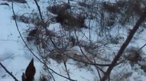 Обрезка трехлетней яблони