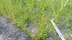 Американская ива Результат через месяц после посадки