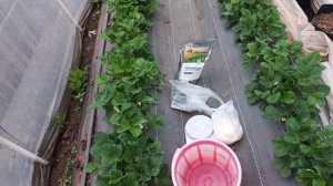 Желтеют листья клубники? Спасаем урожай за 3 шага! Личн
