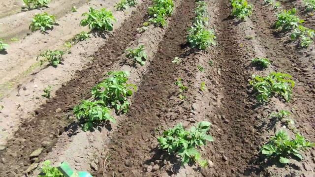 АЭРАЦИЯ КАРТОШКИ ЕЖАМИ смотреть онлайн