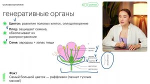 Основы ботаники: повторяем 6 и 7 класс