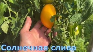 Самые ранние томаты в открытом грунте Подмосковья Июл