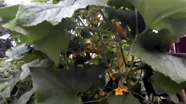 СРОЧНО! ЛУЧШИЕ ПОДКОРМКИ ОГУРЦОВ В ИЮЛЕ Огурцов тепер? смотреть онлайн