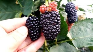 ежевика сорт прайм арк фридом, наливаются гигантские ?