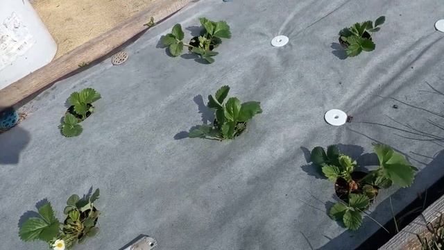 Как закрепить агроткань на грядке с клубникой.