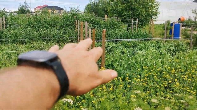 50% семян Русской Репы уничтожено за 1 день!