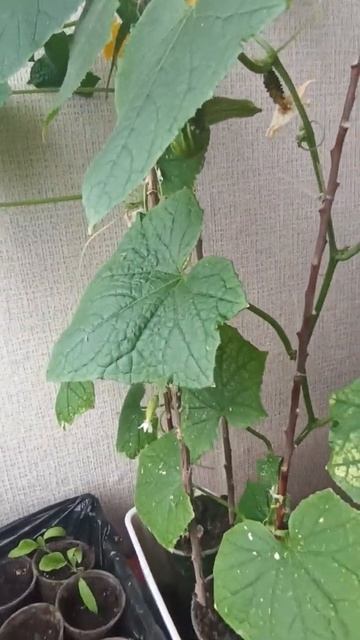 Огурцы на балконе круглый год смотреть онлайн