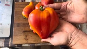 Дегустация сортов томатов от Софии Сааковой. 2024