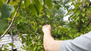 5 ПРАВИЛ борьбы с волчками ЛЕТОМ! ЛЕТНЯЯ ОБРЕЗКА себе н