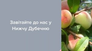 Садовый Центр Зелений Двір - Персик Турист