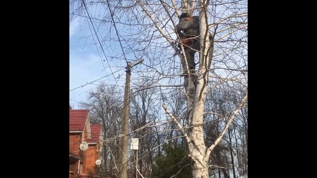 обрезка берёзы. смотреть онлайн