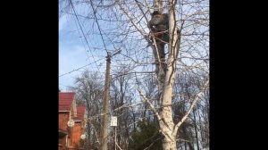 обрезка берёзы.